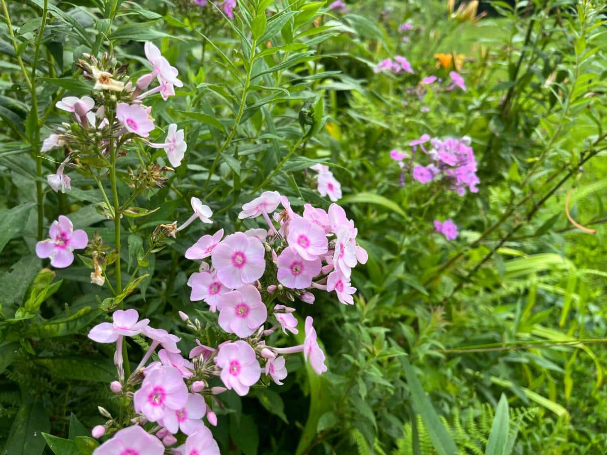 Perennial tall phlox