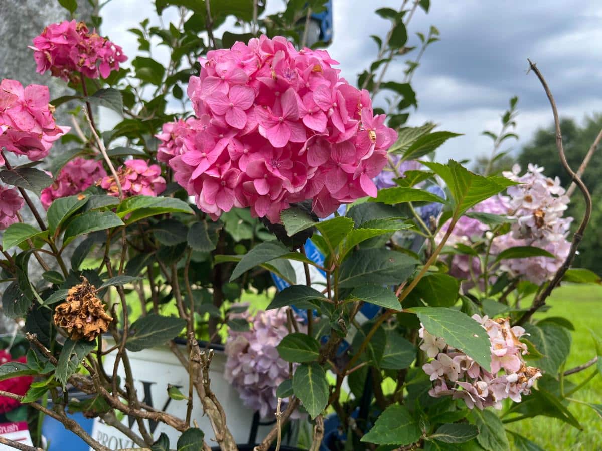 Blooming hydrangeas ready to plant