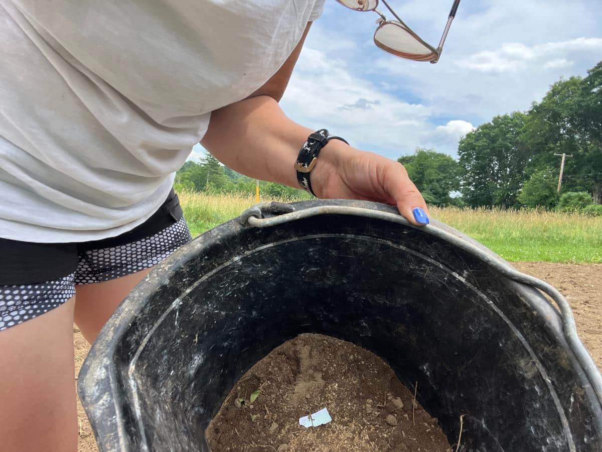 Wildflower seed mixed with soil