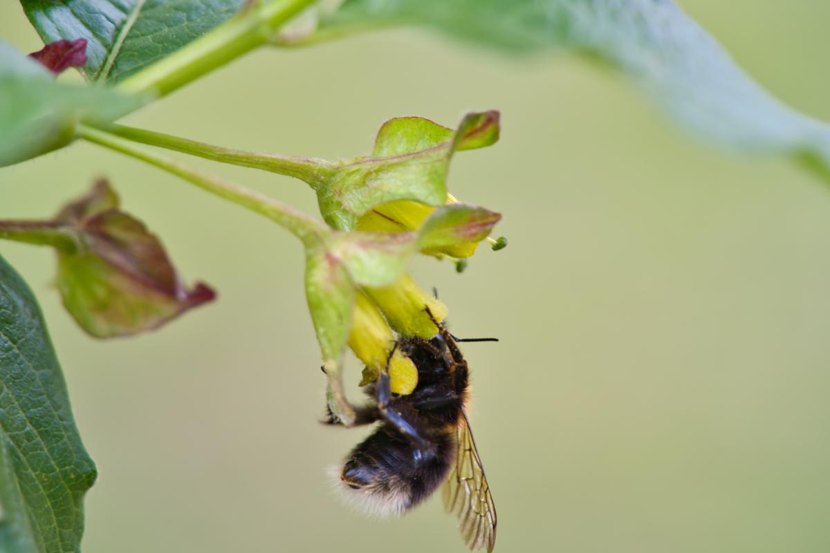 A bee pollinating a blossom