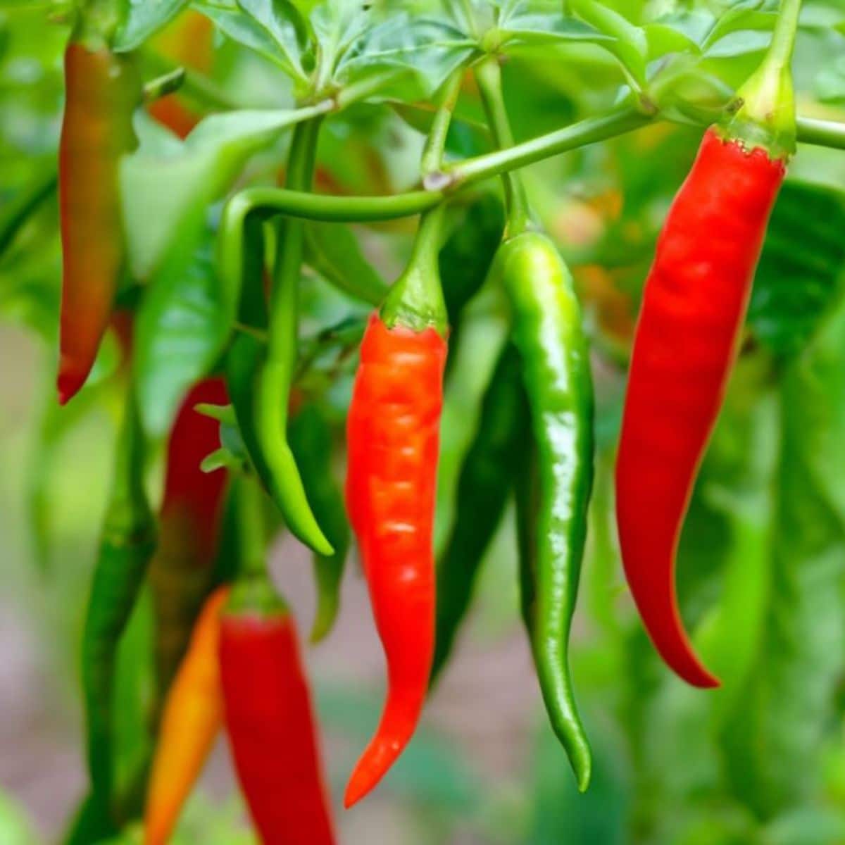Cayenne pepper plants look colorful in the garden when loaded down with hot peppers.