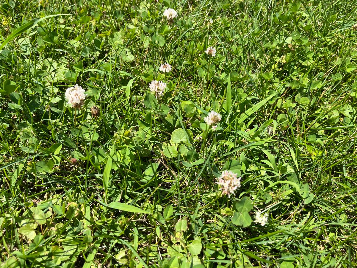 Clover in flower in a clover lawn