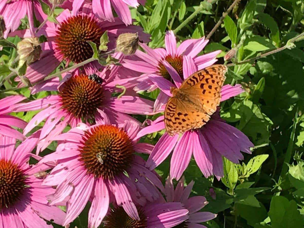 Echinacea with a butterfly