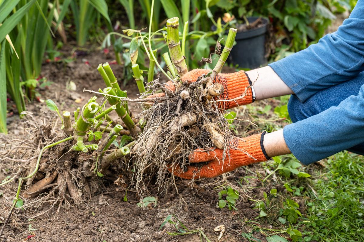 Dividing tubers