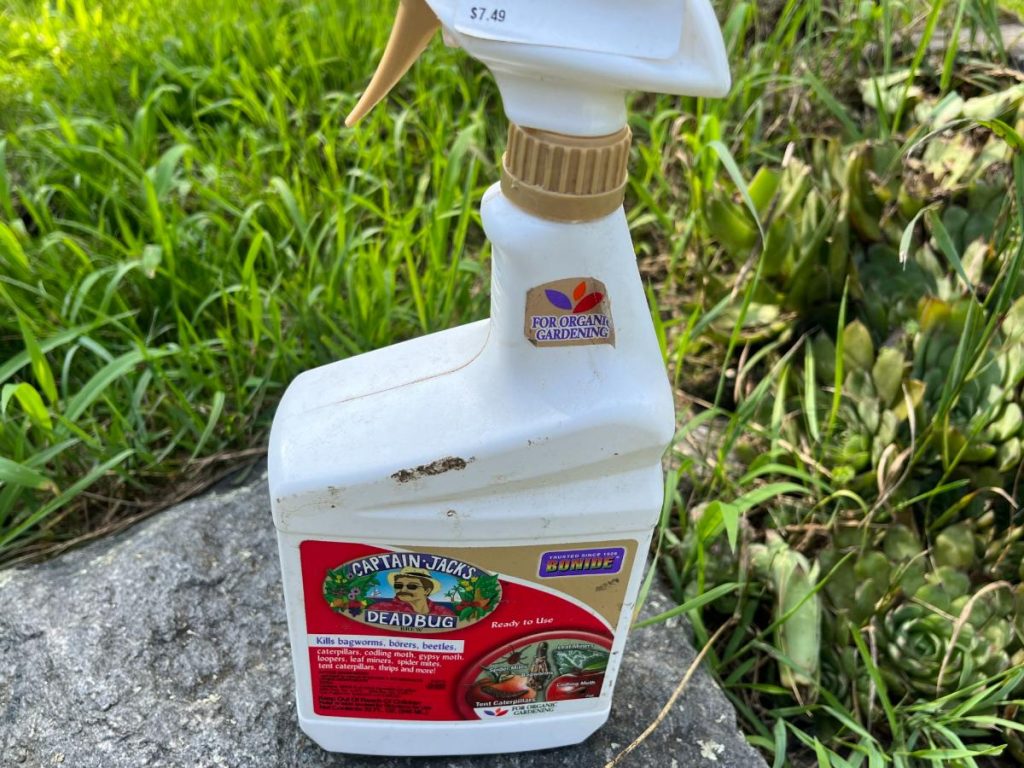 Trap Cropping 101: What It Is + How To Do It - Gardening