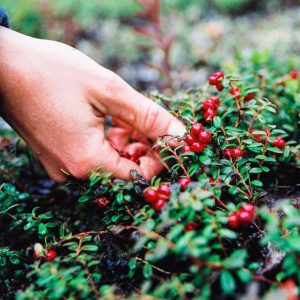 Picking wild lingonberries near Dawson City, Yukon, Canada.