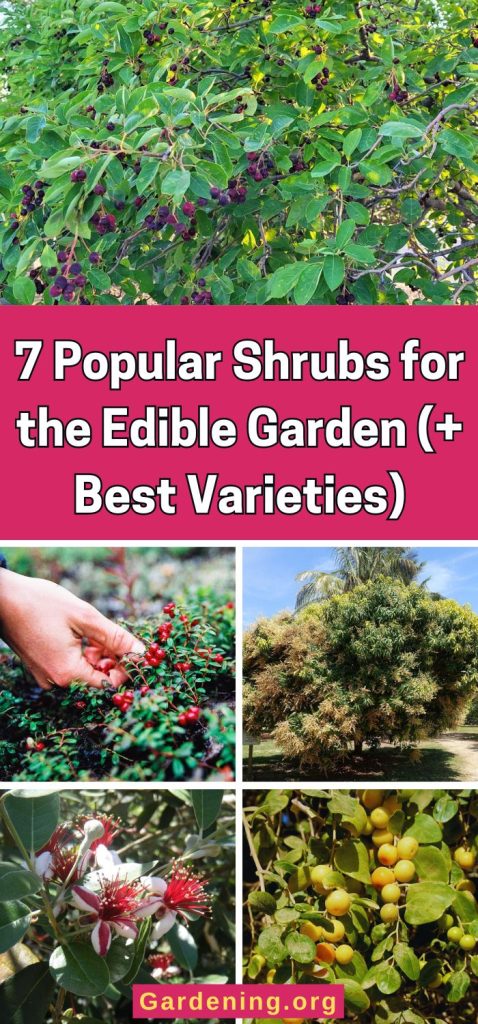 7 Popular Shrubs for the Edible Garden (+ Best Varieties) pinterest image.