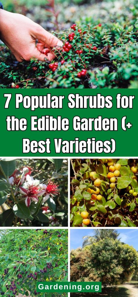 7 Popular Shrubs for the Edible Garden (+ Best Varieties) pinterest image.