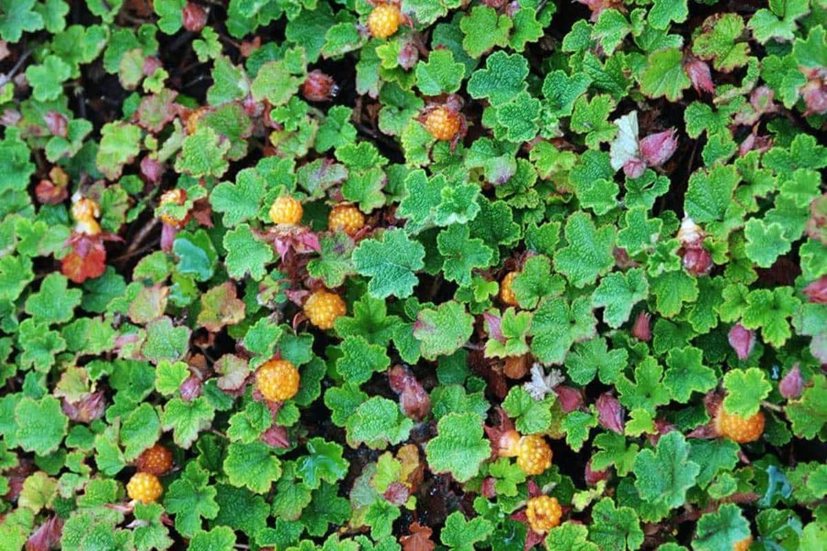 Ground cover raspberry