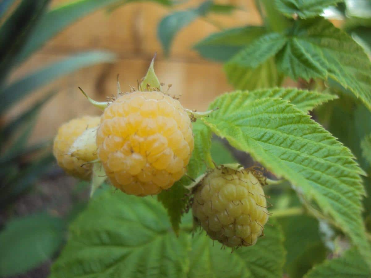 Fall gold raspberries