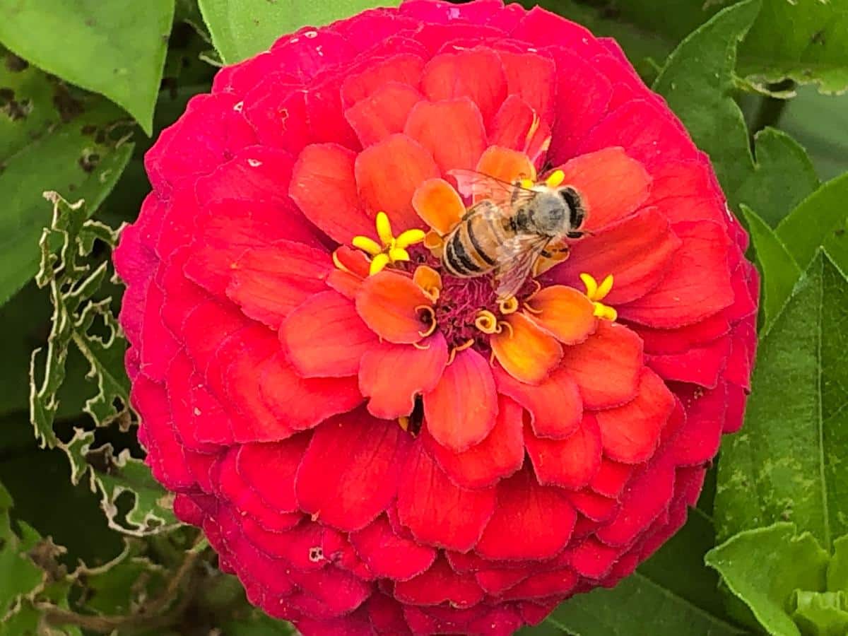 A bee on a zinna flower