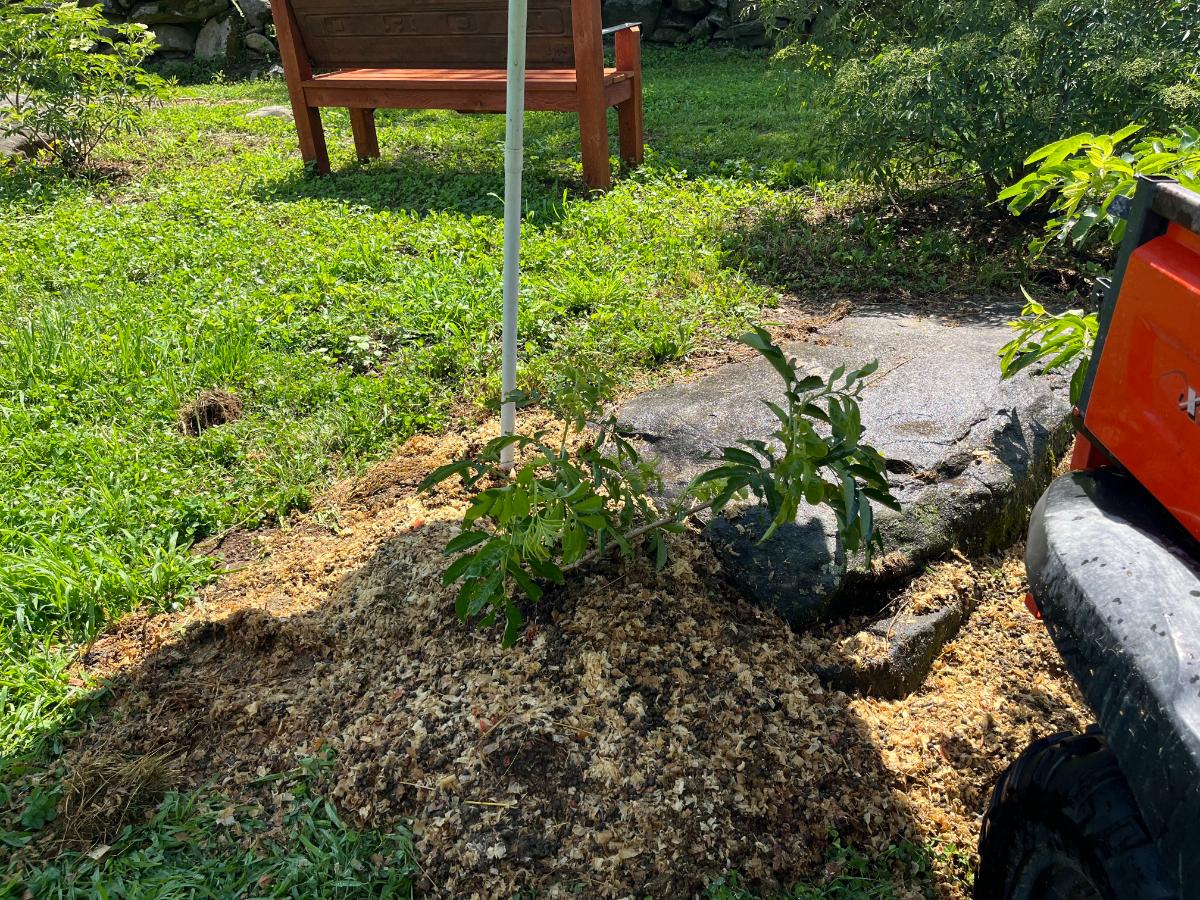 An umbrella used to shade a new perennial plant (Elderberry)