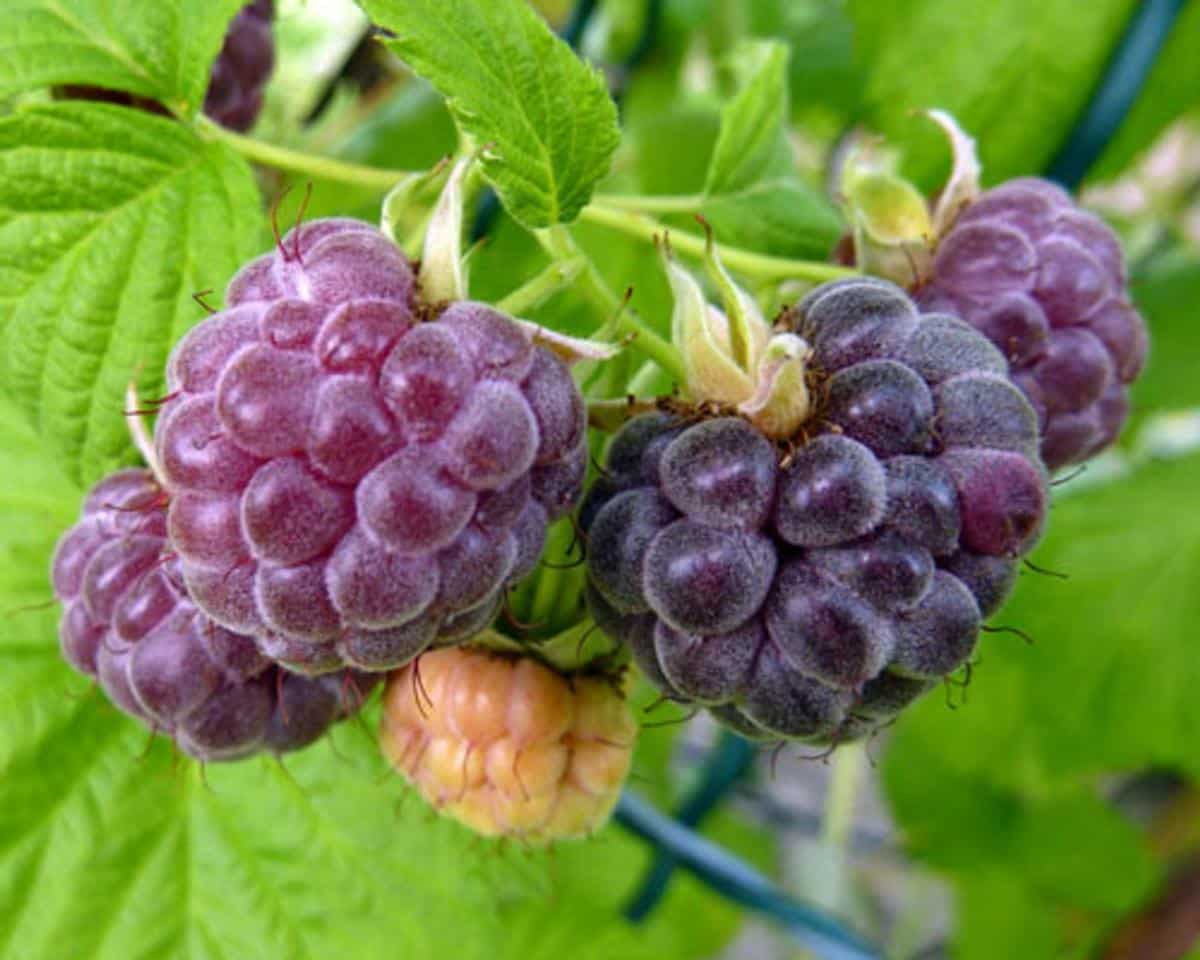 Purple thornless raspberries