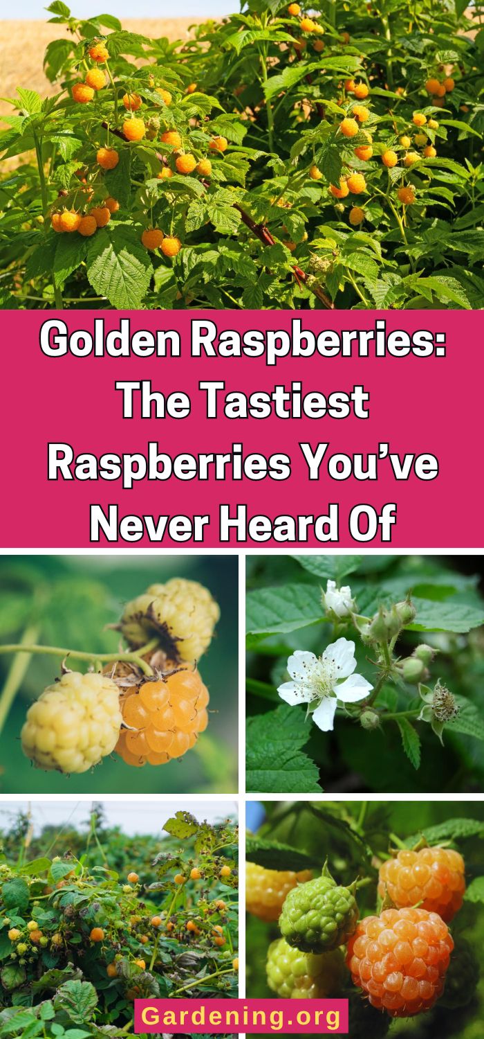 Golden Raspberry Vs Regular Raspberry Golden Raspberries: The Tastiest Raspberries You’ve Never Heard Of ...