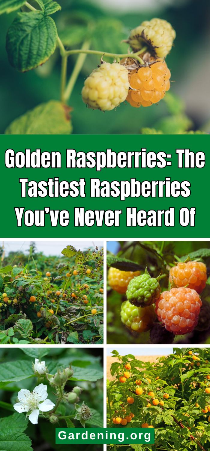 Golden Blush Raspberry Golden Raspberries: The Tastiest Raspberries You’ve Never Heard Of ...