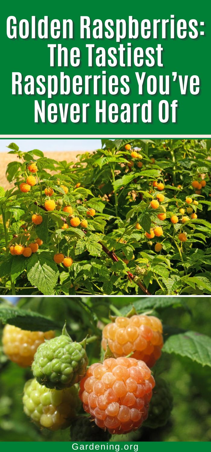Golden Raspberry Vs Regular Raspberry Golden Raspberries: The Tastiest Raspberries You’ve Never Heard Of ...