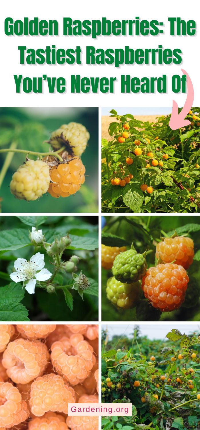 Golden Raspberry Vs Regular Raspberry Golden Raspberries: The Tastiest Raspberries You’ve Never Heard Of ...