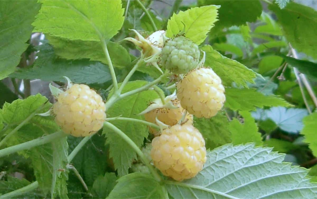 Yellow golden raspberries