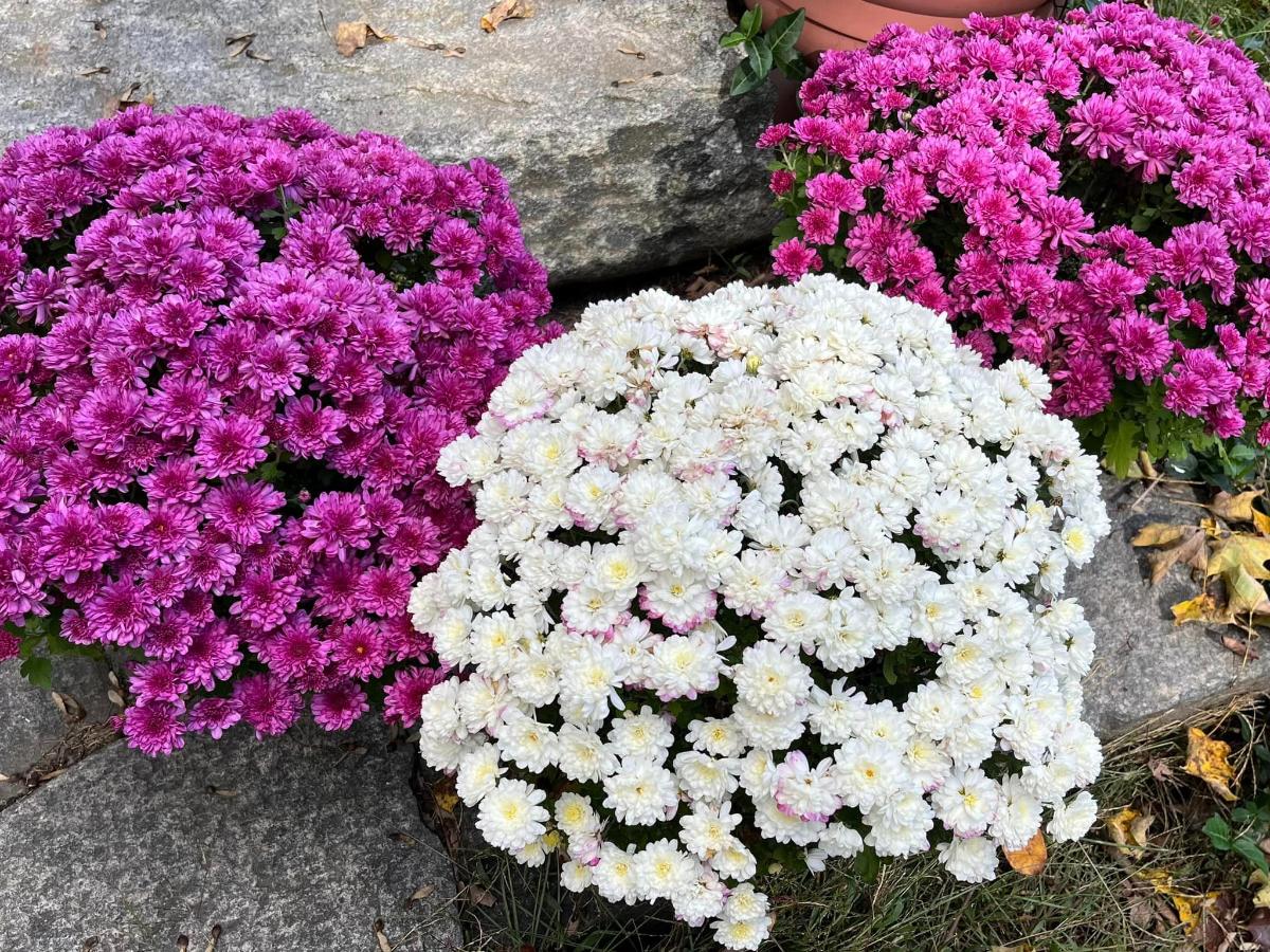 Mums in a grouped arrangement