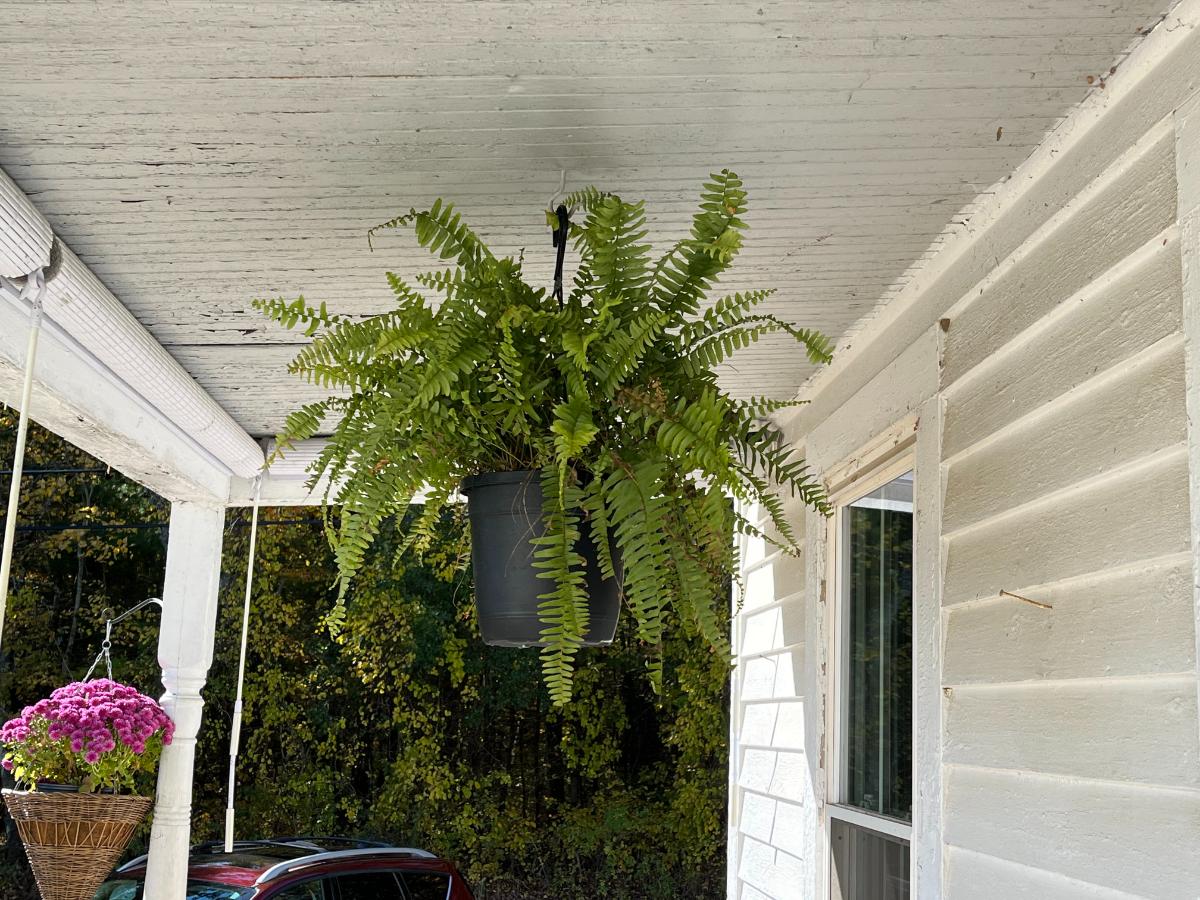 Perennial fern in a pot on a porch