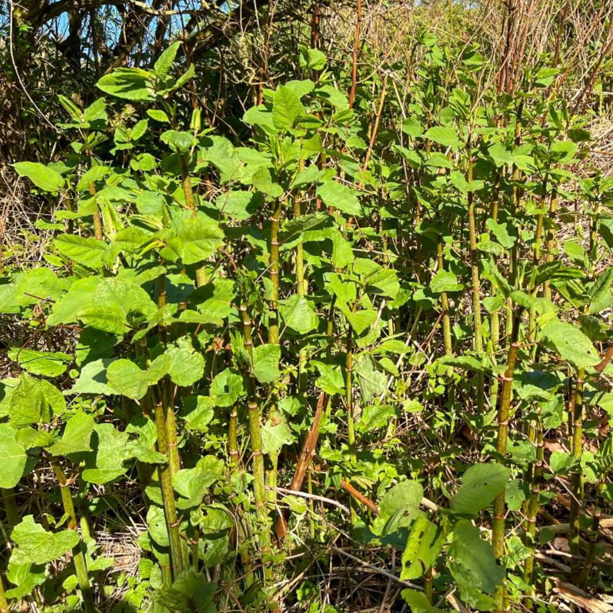 Japanese Knotweed