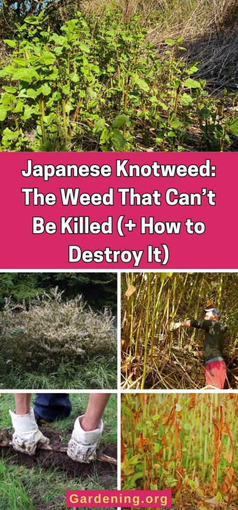 Japanese Knotweed: The Weed That Can’t Be Killed (+ How to Destroy It) pinterest image.