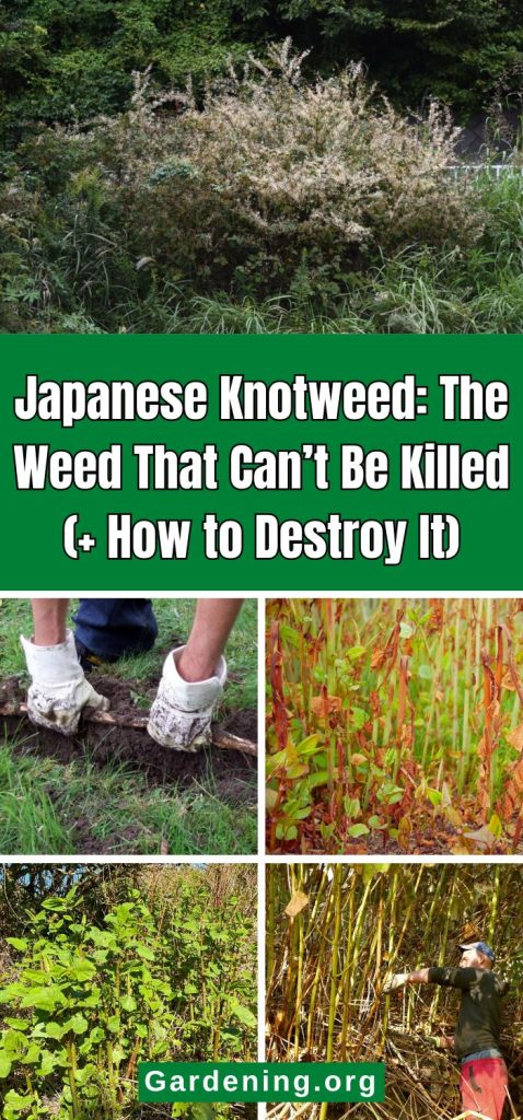 Japanese Knotweed: The Weed That Can’t Be Killed (+ How to Destroy It) pinterest image.