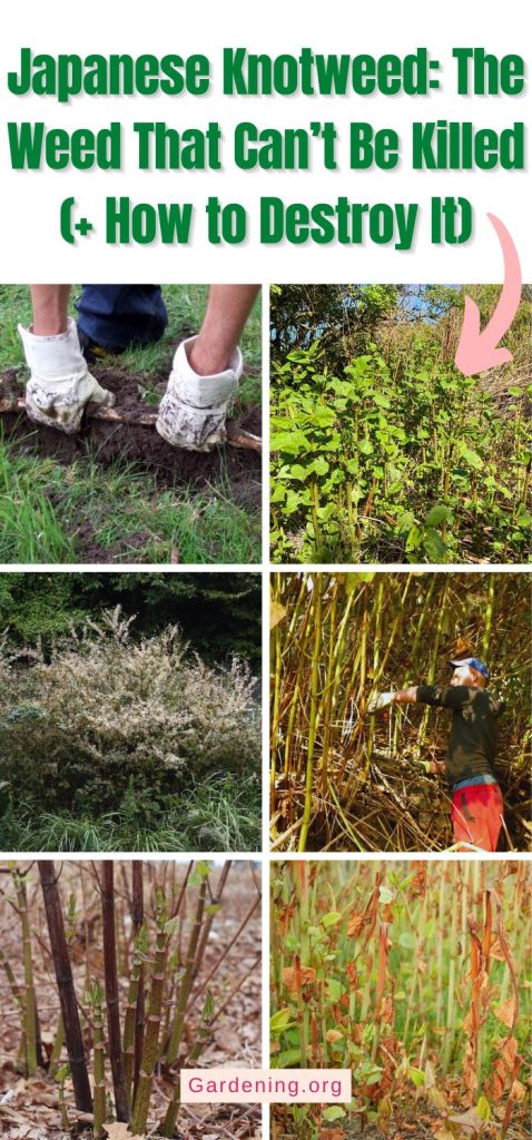 Japanese Knotweed: The Weed That Can’t Be Killed (+ How to Destroy It) pinterest image.