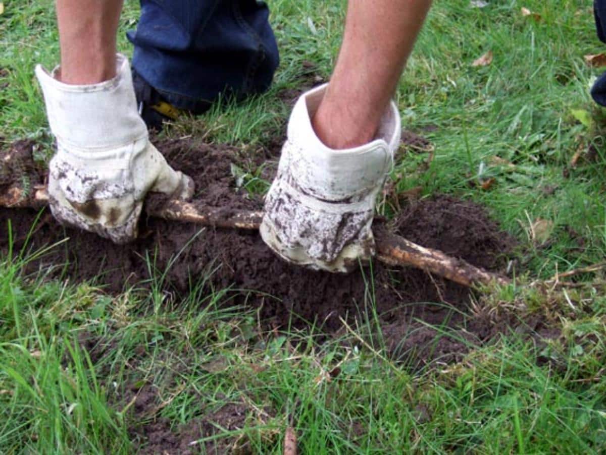 Woody roots on Japanese knotweed