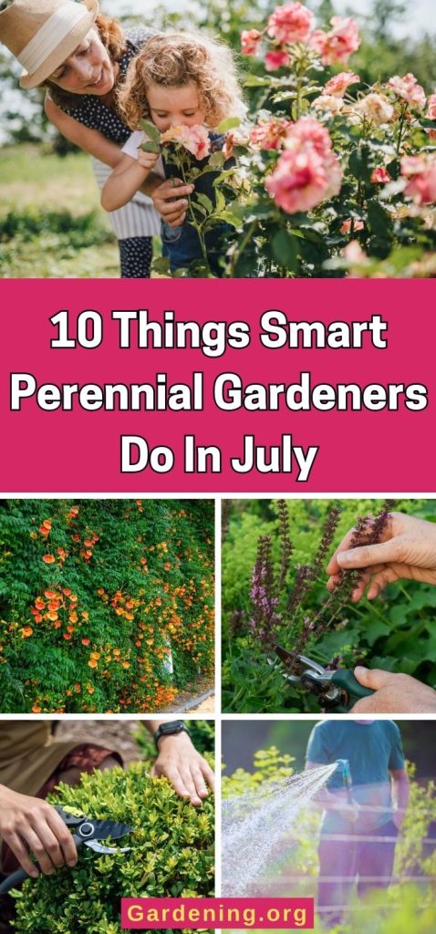 10 Things Smart Perennial Gardeners Do In July pinterest image.