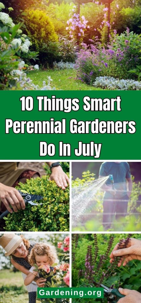 10 Things Smart Perennial Gardeners Do In July pinterest image.