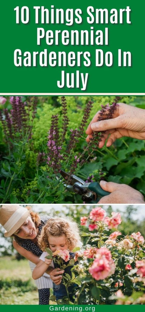 10 Things Smart Perennial Gardeners Do In July pinterest image.