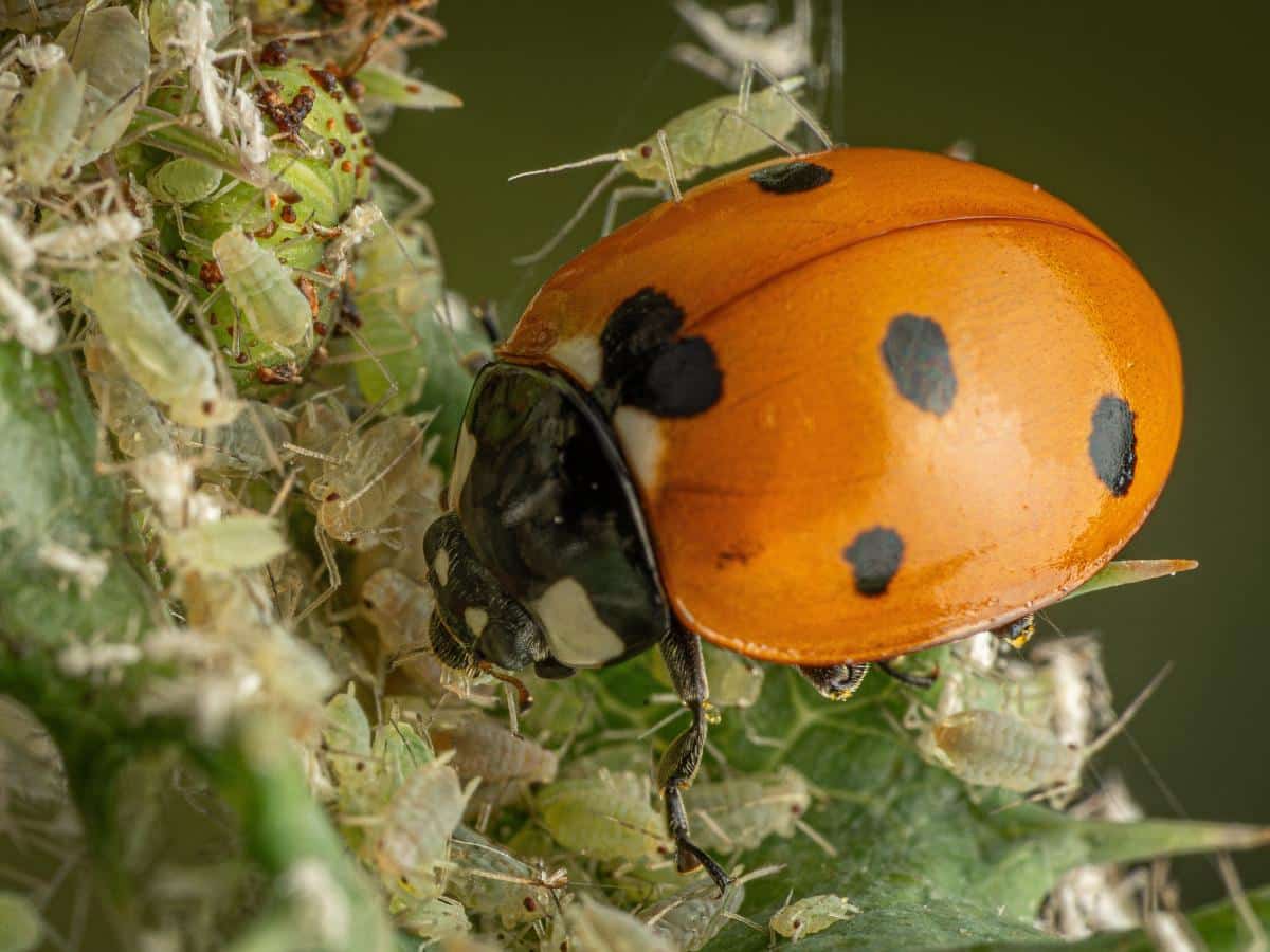 A ladybug eats aphids on a plant