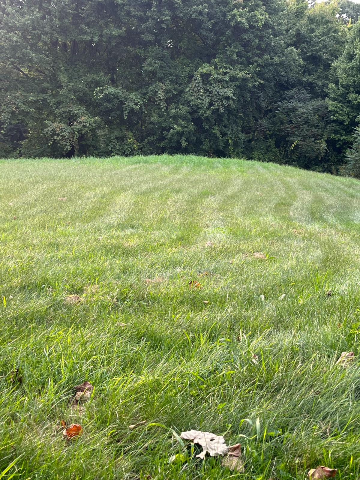 A lawn left a little high to preserve water