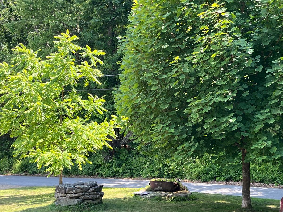 Shade falling on a lawn in a front yard