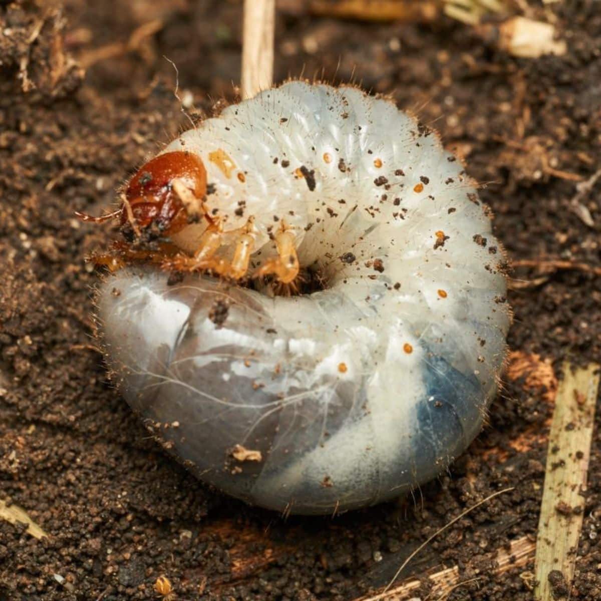 A giant larva in the ground.