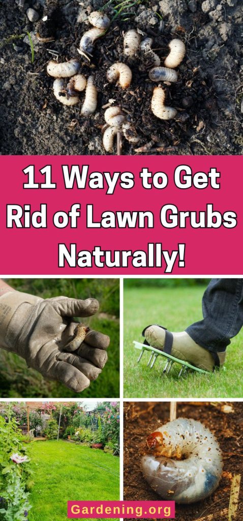 11 Ways to Get Rid of Lawn Grubs Naturally! pinterest image.
