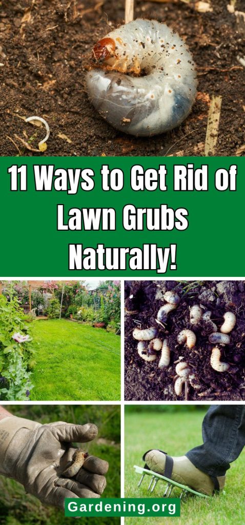 11 Ways to Get Rid of Lawn Grubs Naturally! pinterest image.
