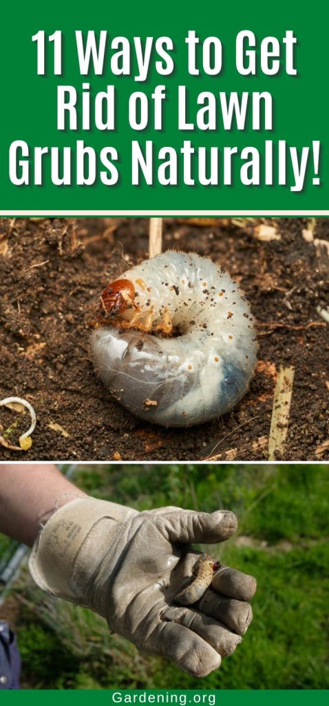 11 Ways to Get Rid of Lawn Grubs Naturally! pinterest image.