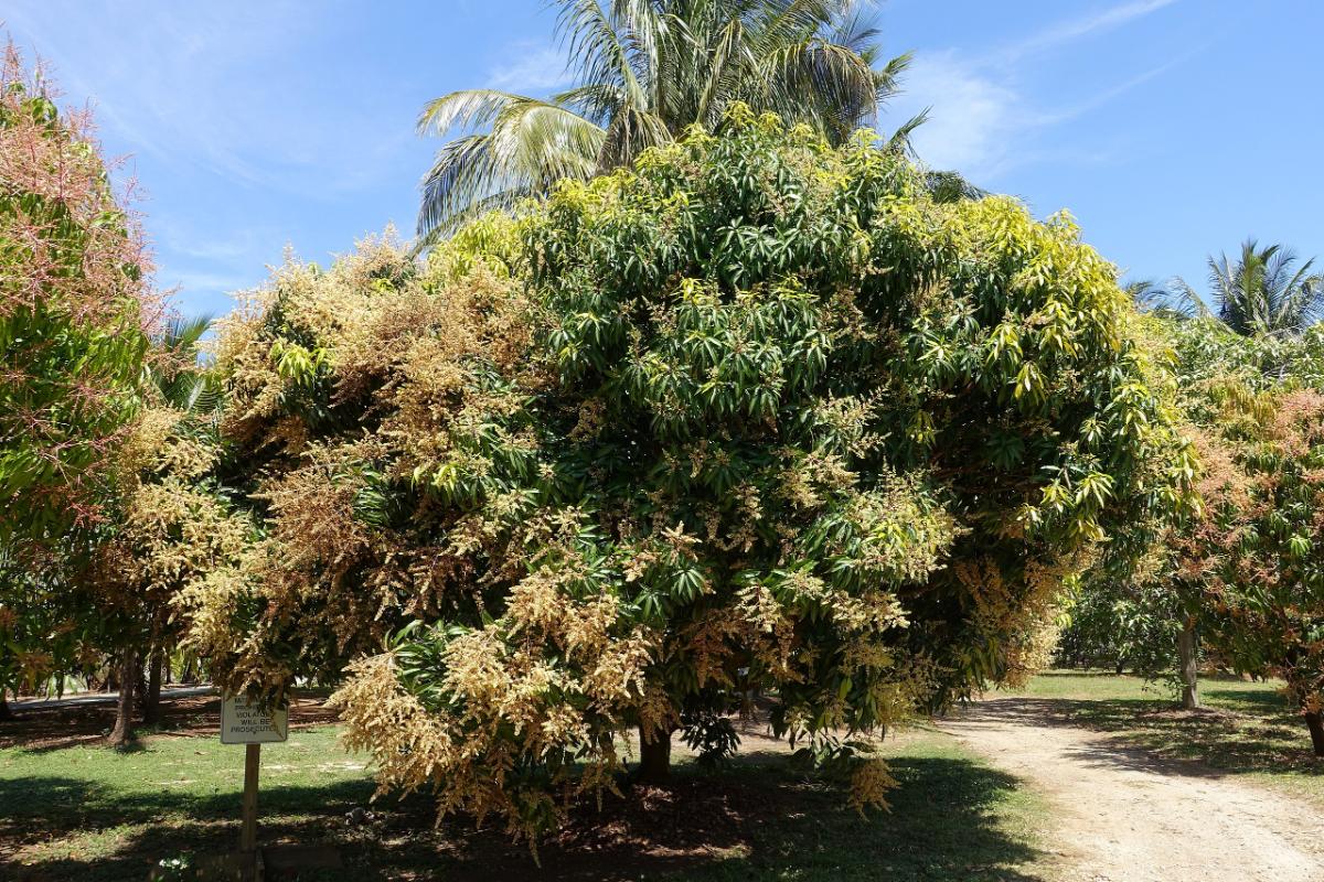 Dwarf mango edible landscape shrub