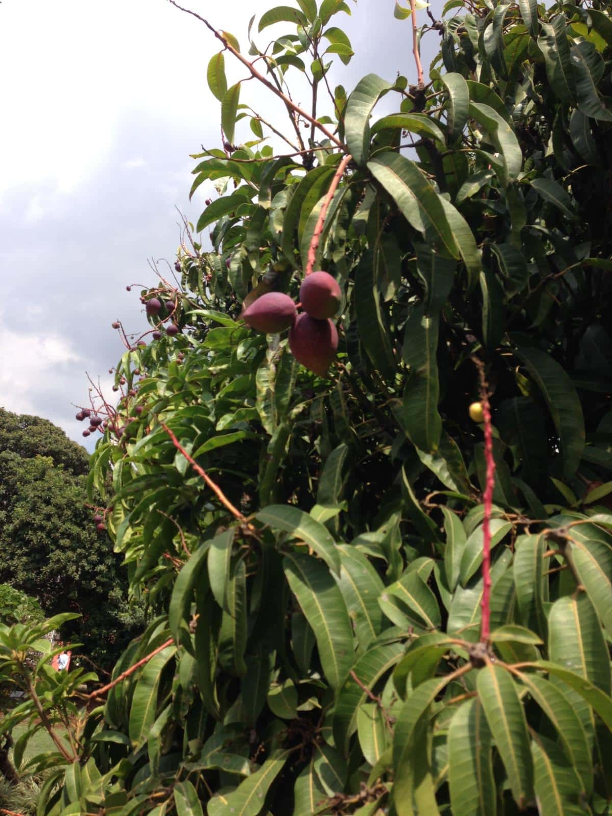 mango tree for edible landscapes