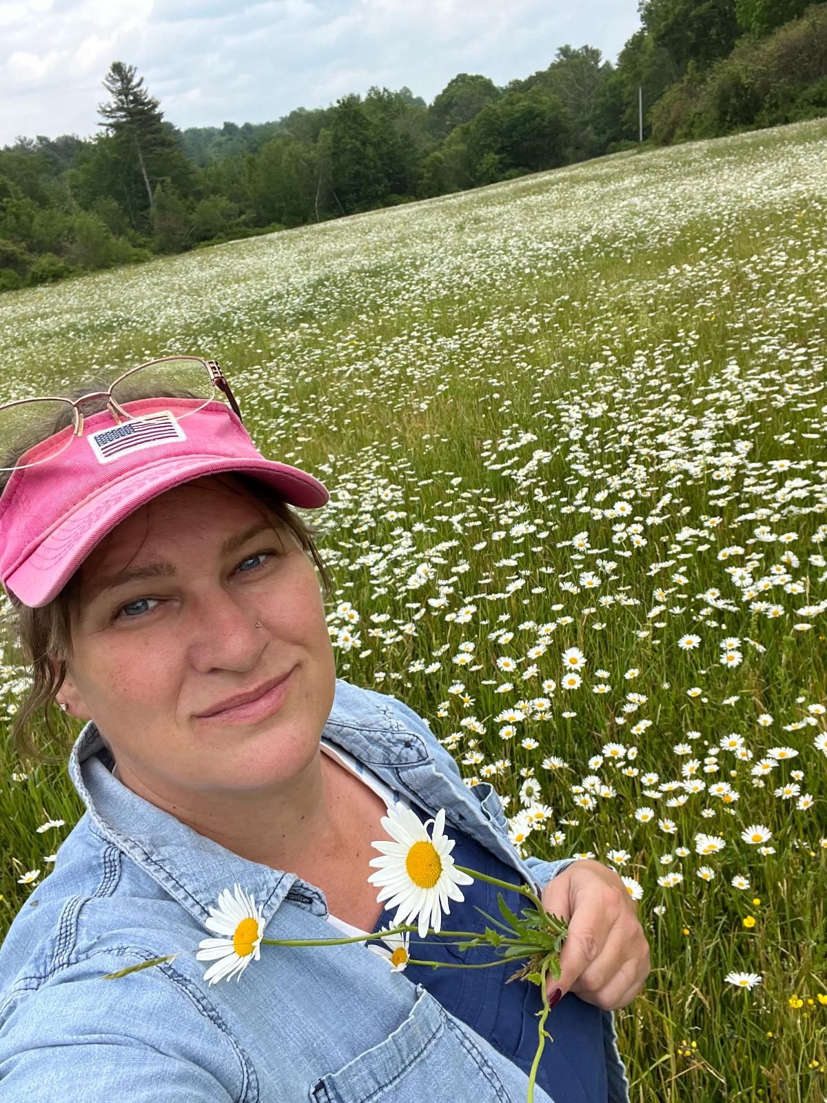 A field of wild daisies in bloom