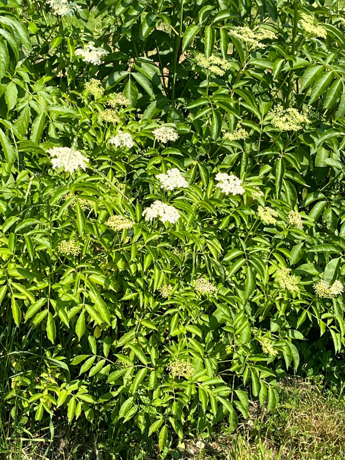 Elderberry shrubs in a yard