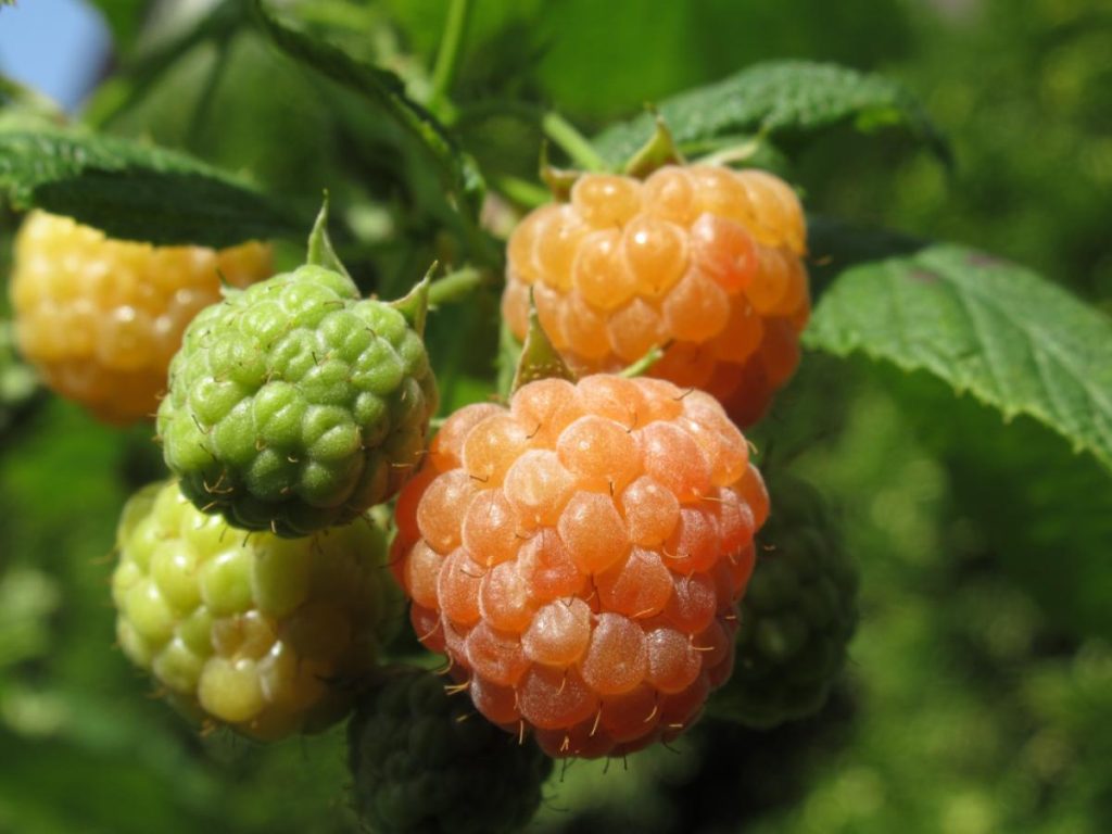 Golden Raspberry Food Golden Raspberries: The Tastiest Raspberries You’ve Never Heard Of ...