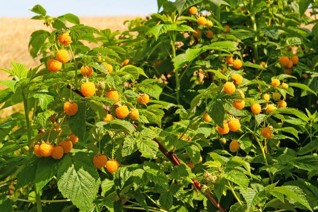 Wild Golden Raspberry Golden Raspberries: The Tastiest Raspberries You’ve Never Heard Of ...
