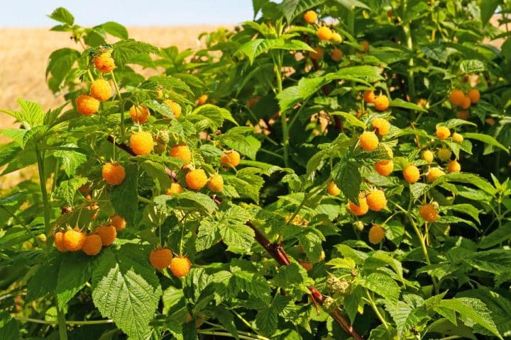 Golden Raspberry In Chinese Golden Raspberries: The Tastiest Raspberries You’ve Never Heard Of ...