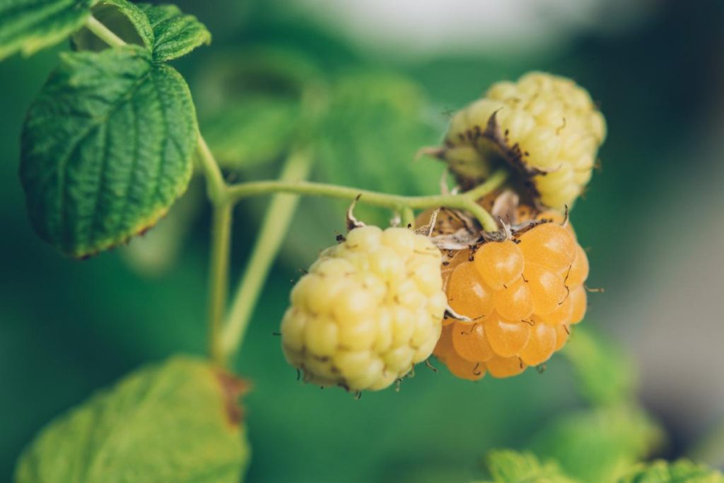 Golden Raspberries: The Tastiest Raspberries You’ve Never Heard Of ...