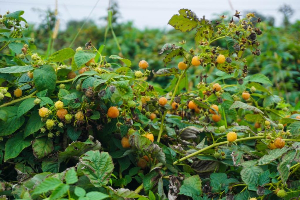 Wild Golden Raspberry Golden Raspberries: The Tastiest Raspberries You’ve Never Heard Of ...