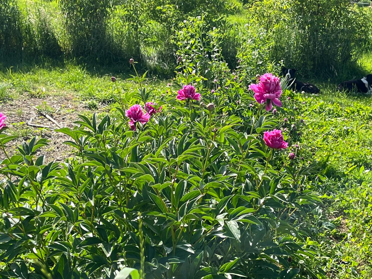 Flowers on peony plants