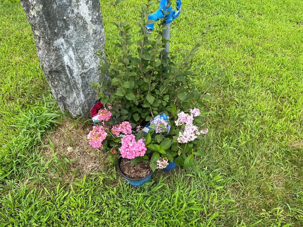 Watering potted hydrangeas before planting